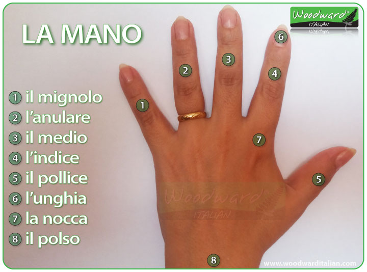 I nomi delle dita della mano - Parts of the hand and the names of fingers in Italian.