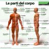 Le parti del corpo in italiano - Parts of the body in Italian