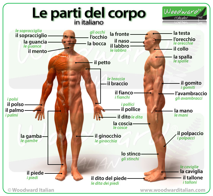 Le parti del corpo in italiano - Parts of the body in Italian